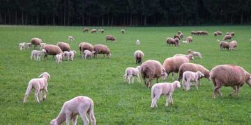 Uruguay sheep produce exports from July25 to May26 reached US$ 281 million — MercoPress
