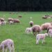 Uruguay sheep produce exports from July25 to May26 reached US$ 281 million — MercoPress