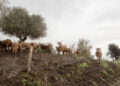 FAO calls for stronger prevention and global action as transboundary animal diseases spread across regions