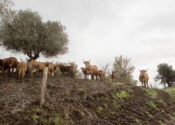 FAO calls for stronger prevention and global action as transboundary animal diseases spread across regions