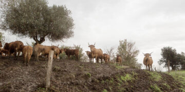 FAO calls for stronger prevention and global action as transboundary animal diseases spread across regions