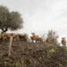 FAO calls for stronger prevention and global action as transboundary animal diseases spread across regions