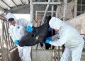 FAO report highlights long-term economic case for tackling antimicrobial resistance in livestock