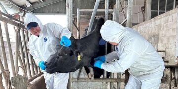 FAO report highlights long-term economic case for tackling antimicrobial resistance in livestock