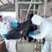 FAO report highlights long-term economic case for tackling antimicrobial resistance in livestock