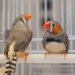A Bird’s Brain Holds Clues to the Sounds of Music