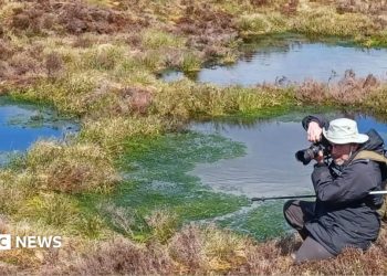 Scientist restoring Wales’ peatlands in climate change fight