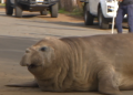 ‘Neil the seal’ takes over Tasmanian towns