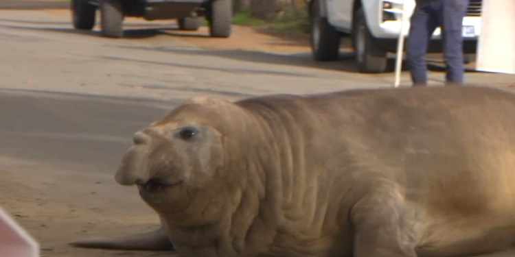 ‘Neil the seal’ takes over Tasmanian towns
