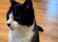 ‘Psychic’ cat accurately predicts World cup
