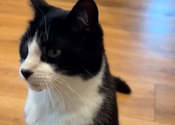 ‘Psychic’ cat accurately predicts World cup