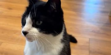 ‘Psychic’ cat accurately predicts World cup