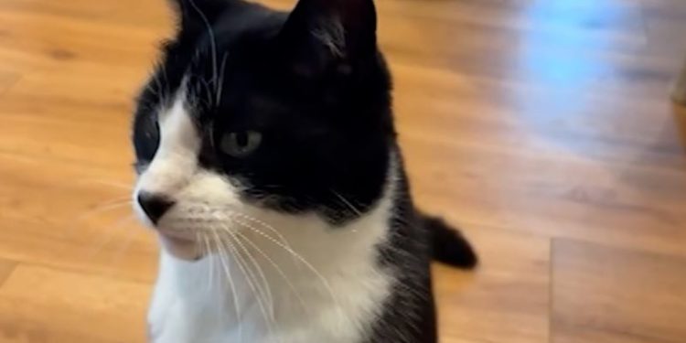 ‘Psychic’ cat accurately predicts World cup
