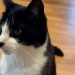 ‘Psychic’ cat accurately predicts World cup