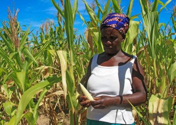 More than 20 million Southern Africans expected to face food crisis amid El Niño, conflict
