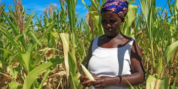 More than 20 million Southern Africans expected to face food crisis amid El Niño, conflict