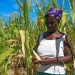 More than 20 million Southern Africans expected to face food crisis amid El Niño, conflict