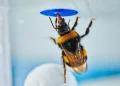 Scientists stunned as bumble bees solve a classic intelligence test