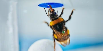 Scientists stunned as bumble bees solve a classic intelligence test