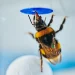 Scientists stunned as bumble bees solve a classic intelligence test