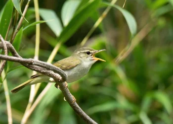 Hidden bird species discovered in Japan after DNA reveals a stunning secret