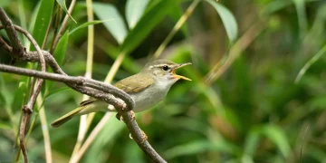 Hidden bird species discovered in Japan after DNA reveals a stunning secret