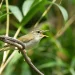 Hidden bird species discovered in Japan after DNA reveals a stunning secret