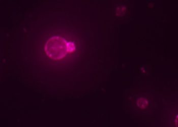 Scientists say they have made a cell from scratch for first time